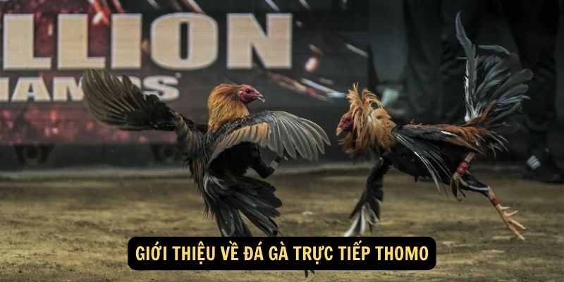 Giải đấu gà Thomo nổi tiếng toàn khu vực