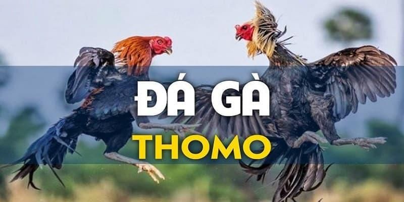 Đá gà Thomo trực tiếp tại 33Win thỏa đam mê rinh thưởng