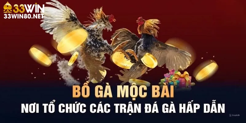 Trực tiếp đá gà Mộc Bài - Trải nghiệm các trận đấu thú vị